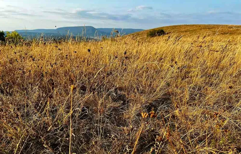 agrofhalalagiftforyou11 agrofhalalagiftforyou11