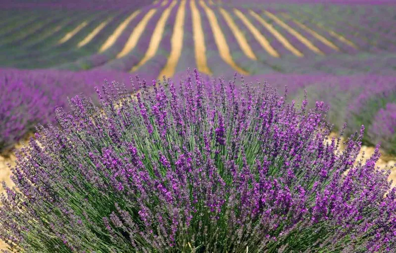 dorgicseizombikgiftforyou11 dorgicseizombikgiftforyou11