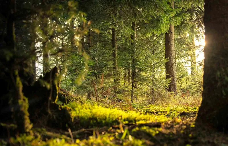 erdofurdogiftforyou2 erdofurdogiftforyou2