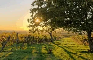 feherborhazgiftforyou9